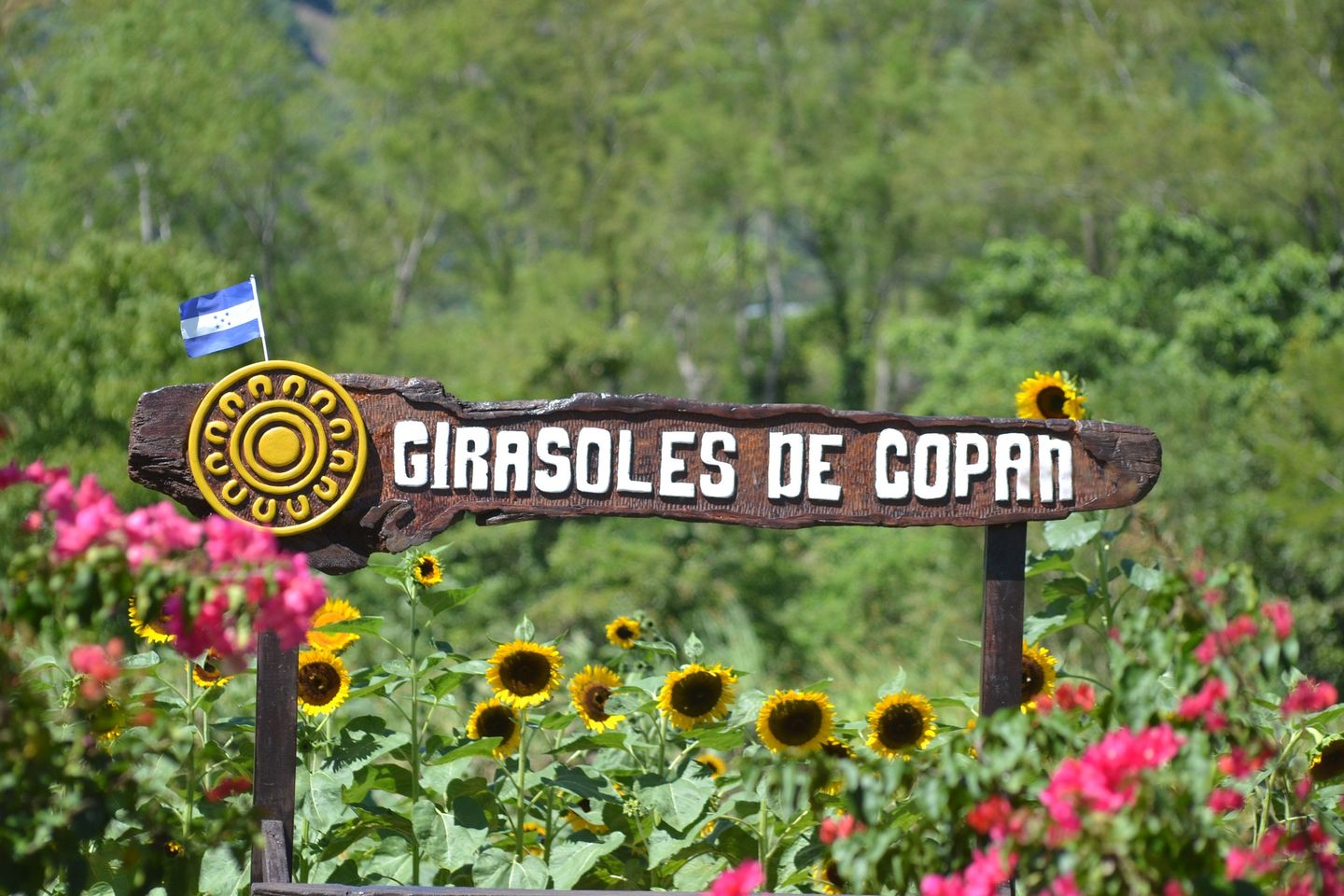 El Paseo de los Girasoles Copan